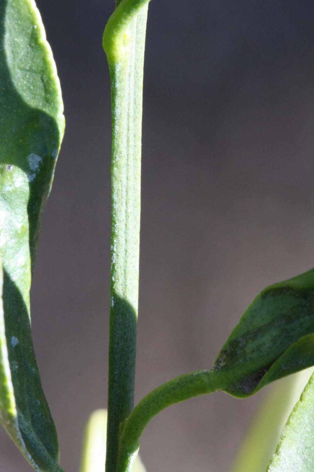              First year twig (Riverside, CA)       